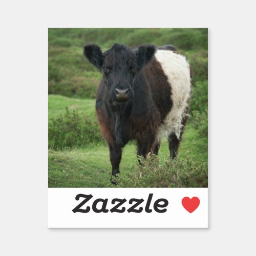 Belted Galloway Cow Sticker