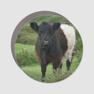 Belted Galloway Cow Sticker Car Magnet