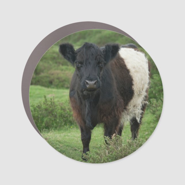 Belted Galloway Cow Sticker Car Magnet (Front)