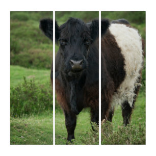Belted Galloway Cow Triptych