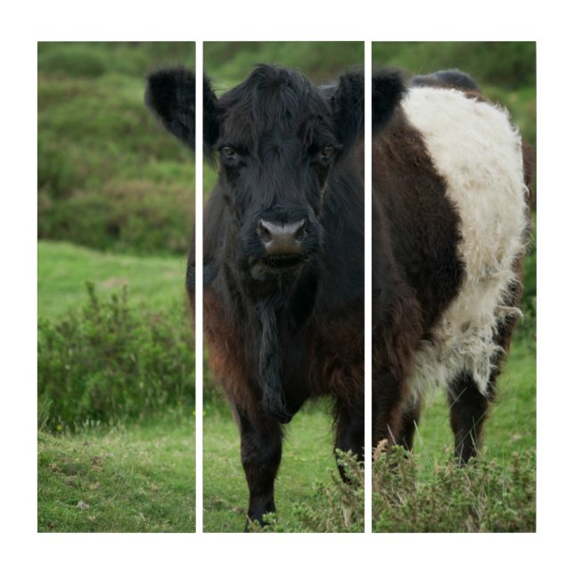 Belted Galloway Cow Triptych (Front)