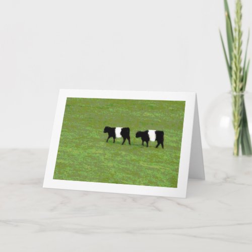 Belted Galloway cows card