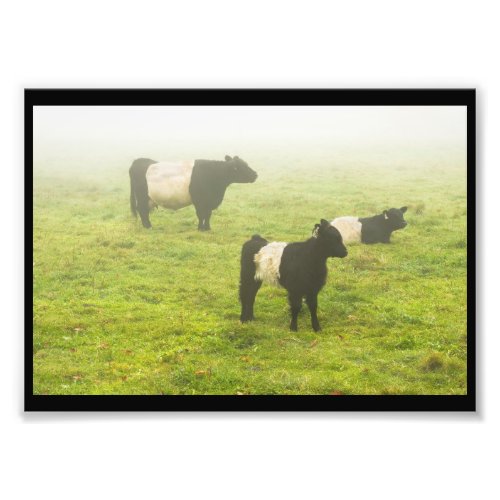 Belted Galloway Cows Grazing In foggy Farm Field Photo Print