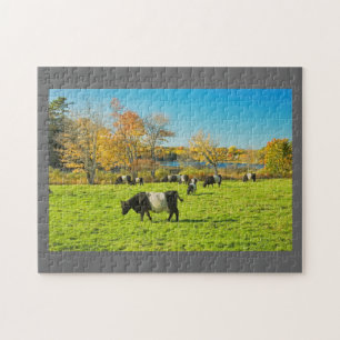 Belted Galloway Cows Grazing On Grass In Fall Jigsaw Puzzle