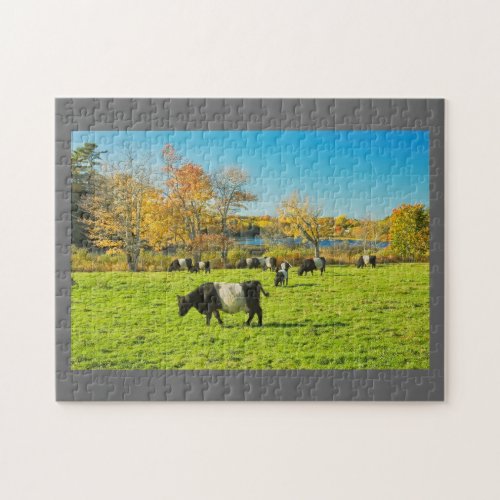 Belted Galloway Cows Grazing On Grass In Fall Jigsaw Puzzle