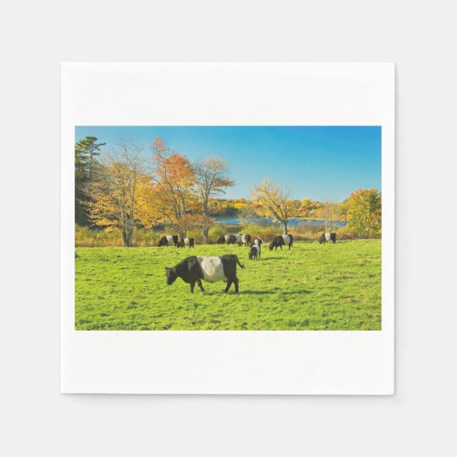 Belted Galloway Cows Grazing On Grass In Fall Paper Napkins (Front)