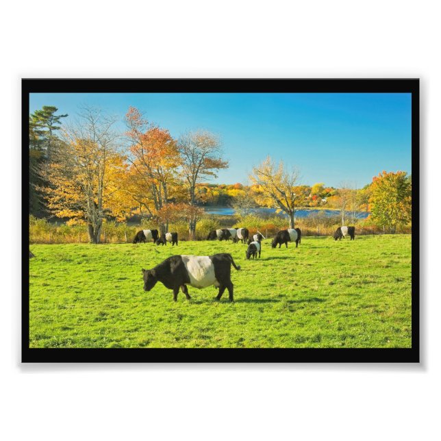Belted Galloway Cows Grazing On Grass In Fall Photo Print (Front)