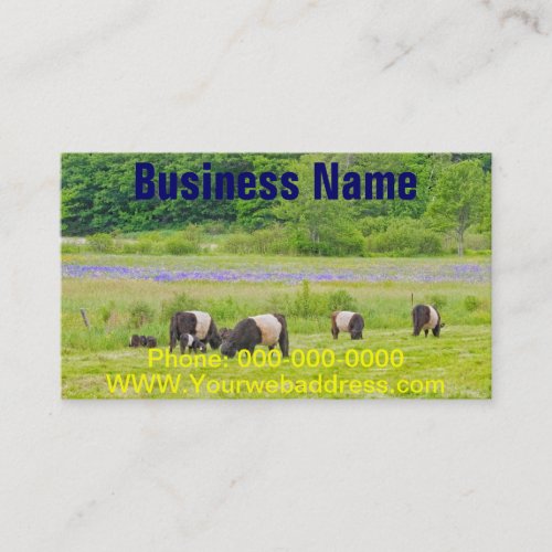 Belted Galloway Cows in Pasture Rockport Maine Business Card