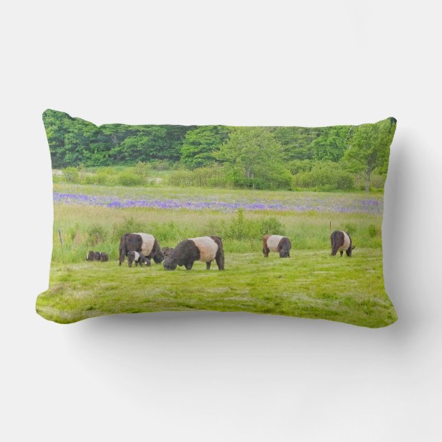 Belted Galloway Cows in Pasture Rockport Maine Lumbar Pillow (Front)