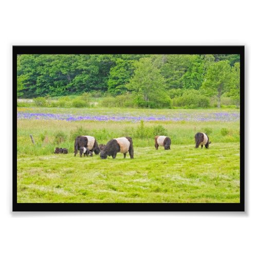 Belted Galloway Cows in Pasture Rockport Maine Photo Print