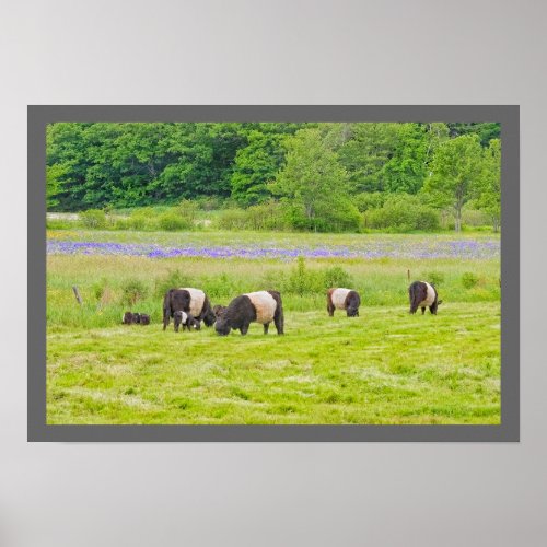 Belted Galloway Cows in Pasture Rockport Maine Poster