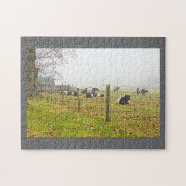 Belted Galloway Cows in Rockport Maine Jigsaw Puzzle (Horizontal)