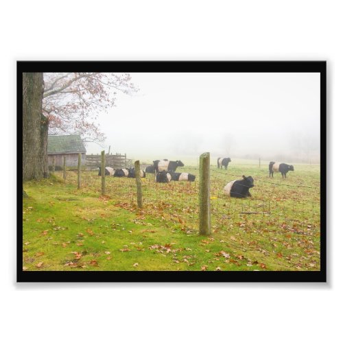 Belted Galloway Cows in Rockport Maine Photo Print