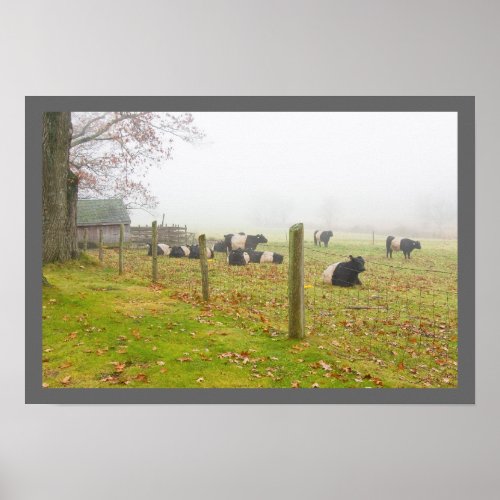 Belted Galloway Cows in Rockport Maine Poster