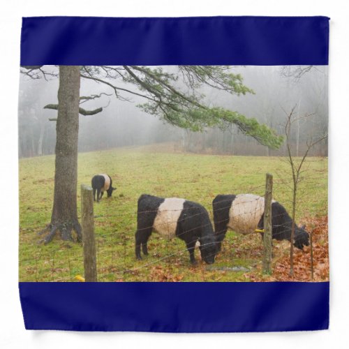 Belted Galloway Cows On Farm In Rockport Maine Bandana