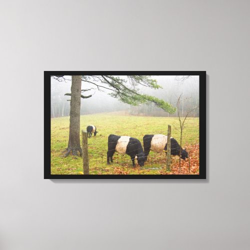Belted Galloway Cows On Farm In Rockport Maine Canvas Print