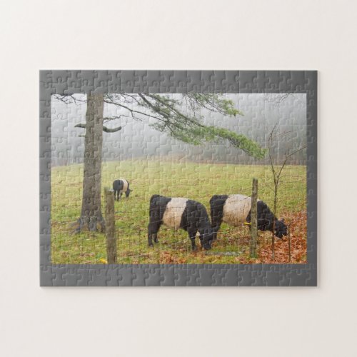 Belted Galloway Cows On Farm In Rockport Maine Jigsaw Puzzle