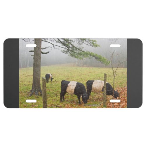 Belted Galloway Cows On Farm In Rockport Maine License Plate