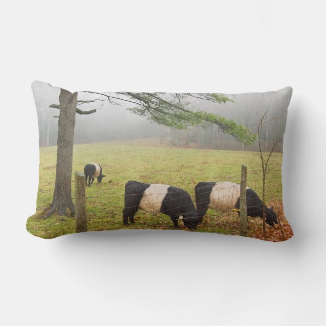 Belted Galloway Cows On Farm In Rockport Maine Lumbar Pillow (Front)
