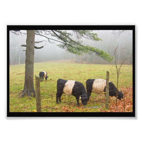 Belted Galloway Cows On Farm In Rockport Maine Photo Print