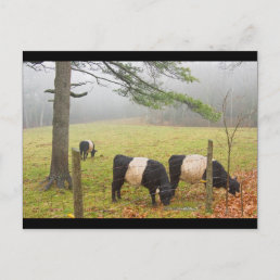 Belted Galloway Cows On Farm In Rockport Maine Postcard