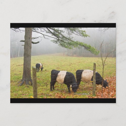 Belted Galloway Cows On Farm In Rockport Maine Postcard