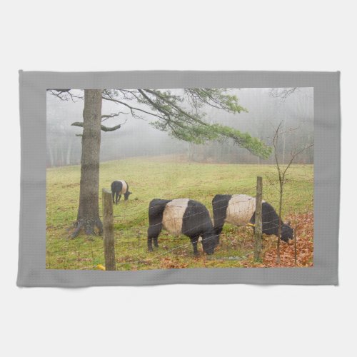 Belted Galloway Cows On Farm In Rockport Maine Towel