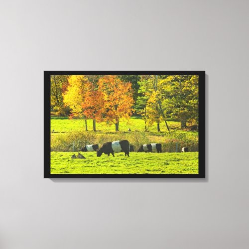Belted Galloway Cows On Rockport Maine Farm Canvas Print