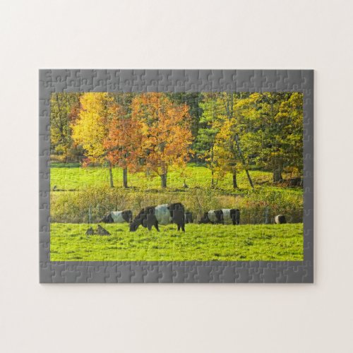 Belted Galloway Cows On Rockport Maine Farm Jigsaw Puzzle