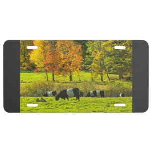 Belted Galloway Cows On Rockport Maine Farm License Plate
