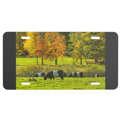 Belted Galloway Cows On Rockport Maine Farm License Plate