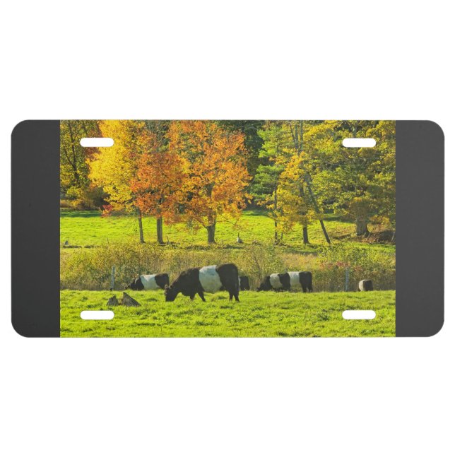 Belted Galloway Cows On Rockport Maine Farm License Plate (Front)
