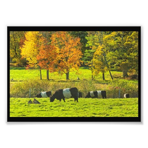 Belted Galloway Cows On Rockport Maine Farm Photo Print