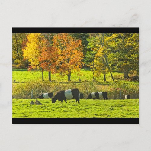 Belted Galloway Cows On Rockport Maine Farm Postcard