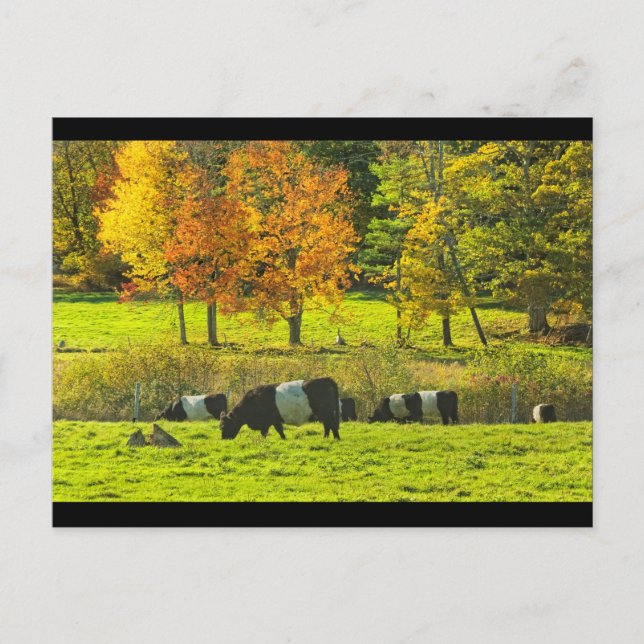 Belted Galloway Cows On Rockport Maine Farm Postcard (Front)