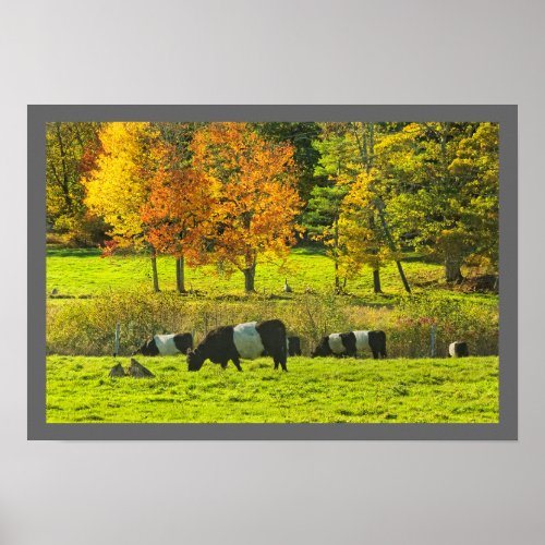 Belted Galloway Cows On Rockport Maine Farm Poster