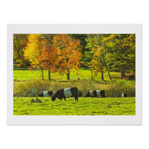 Belted Galloway Cows On Rockport Maine Farm Poster