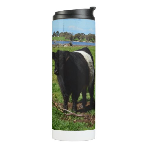 Belted Galloway Cows Thermal Tumbler