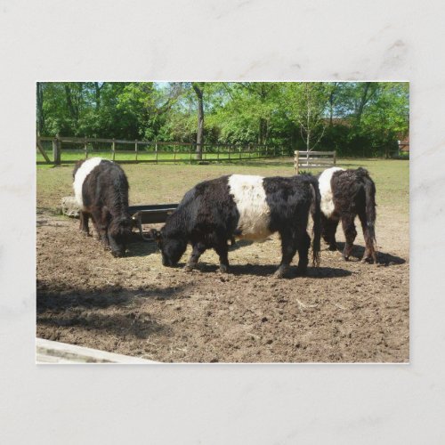 Belted Galloway Postcard
