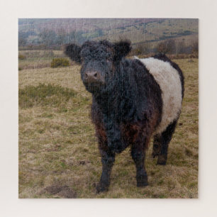 Belted Galloway Standing Proud on Dartmoor Farmlan Jigsaw Puzzle