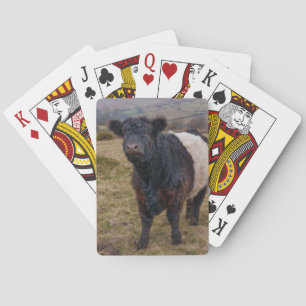 Belted Galloway Standing Proud on Dartmoor Farmlan Poker Cards