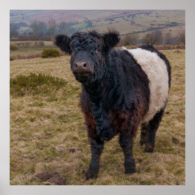 Belted Galloway Standing Proud on Dartmoor Farmlan Poster (Front)