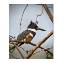 Belted Kingfisher