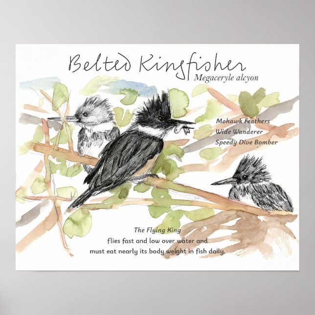 Belted Kingfisher Bird Minnow Fish Trees Poster (Front)