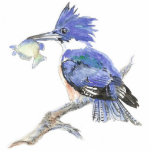 Belted Kingfisher - Bird - Nature, Collection Cutout<br><div class="desc">Great Image if you love birds,  birding,  birdwatching or just Kingfishers.</div>