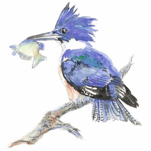 Belted Kingfisher _ Bird _ Nature Collection Cutout