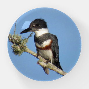 Belted Kingfisher - Bird Paperweight