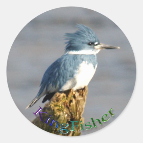 Belted Kingfisher Bird Wildlife Sticker