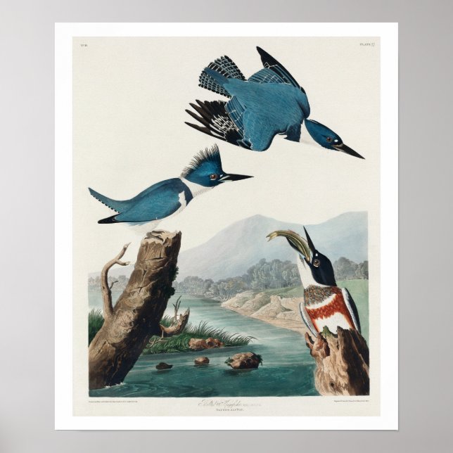 Belted Kingfisher by Audubon Poster (Front)