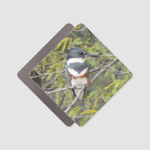Belted Kingfisher Car Magnet